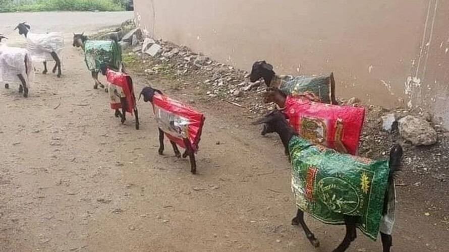 ఈ రైతు ఆలోచనే వేరబ్బా.. తన మేకల కోసం ఏం చేశాడో తెలుసా?.. వైరల్ న్యూస్