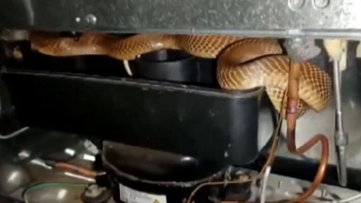 cobra found behind fridge the video goes viral cobra found behind fridge the video goes viral