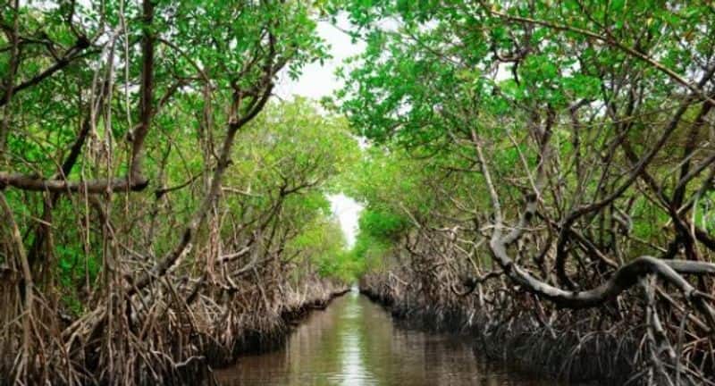 What is the importance of mangrove forest? how its protecting the environment?