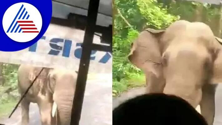 wild elephant chased kerala private bus The driver drove the bus in reverse8km rav wild elephant chased kerala private bus The driver drove the bus in reverse8km rav
