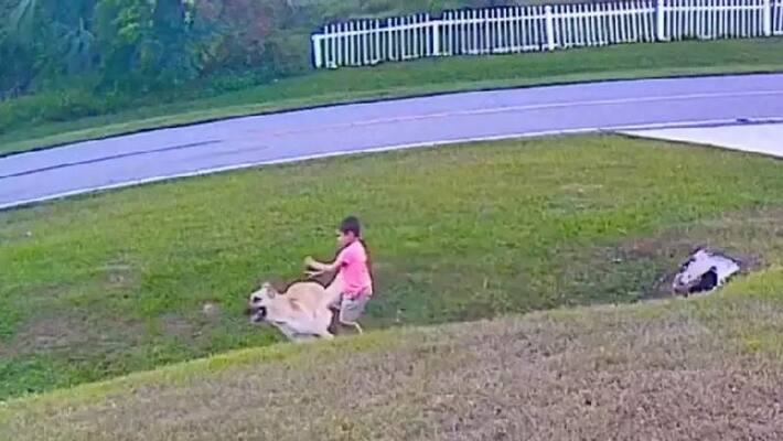 pet dog saves six year old childs life the video goes viral pet dog saves six year old childs life the video goes viral