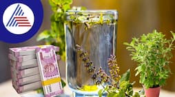 remedy with the root of Tulsi remove financial constraints
