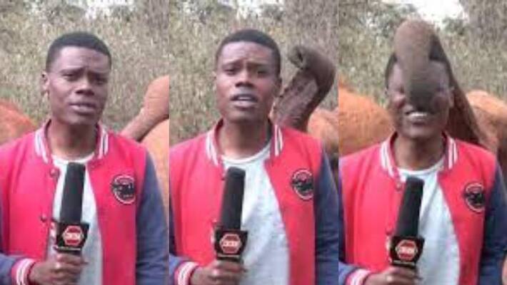 elephant calf interrupts journalist during reporting drought elephant calf interrupts journalist during reporting drought