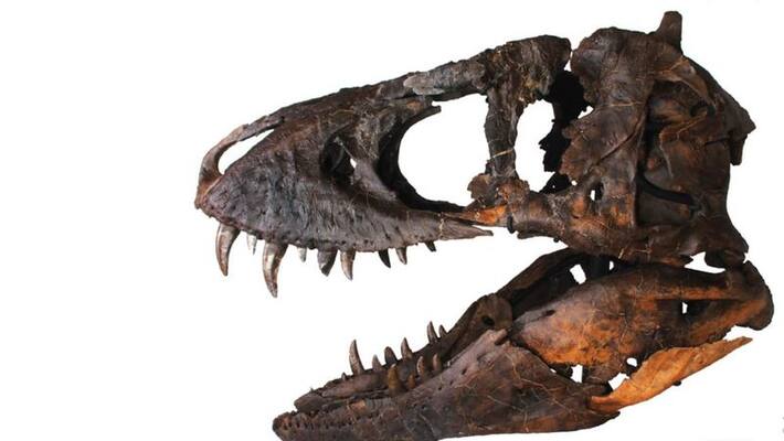 Dinosaur skull may go for sale in New york Dinosaur skull may go for sale in New york