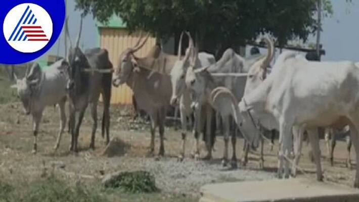 Farmers Ready Sale Ox Due to Lumpy Skin Disease in Haveri grg Farmers Ready Sale Ox Due to Lumpy Skin Disease in Haveri grg