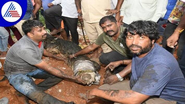 Fire Department and Forest Officers Catch Crocodile in Mysuru grg Fire Department and Forest Officers Catch Crocodile in Mysuru grg