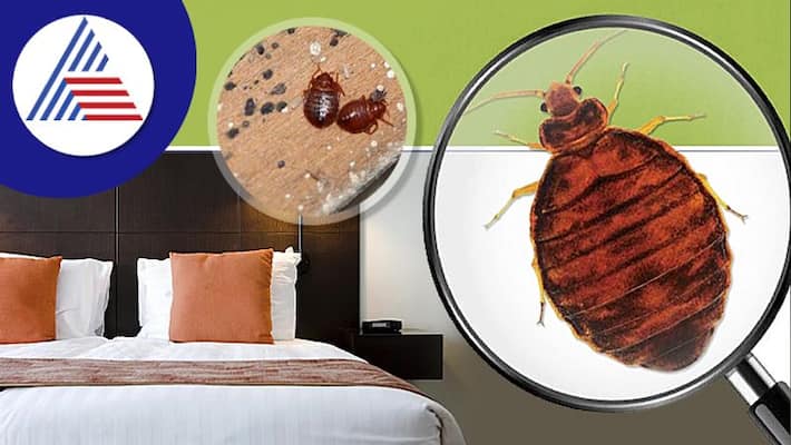 How To Know If There Are Bedbugs In A Hotel Room Vin How To Know If There Are Bedbugs In A Hotel Room Vin