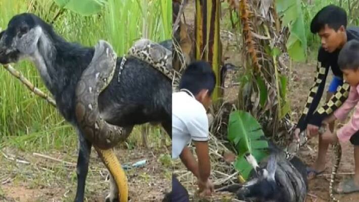 three boys rescues goat from python three boys rescues goat from python