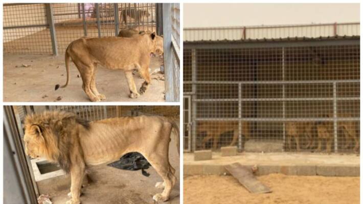 Saudi citizen arrested for rearing four lions in Saudi Arabia Saudi citizen arrested for rearing four lions in Saudi Arabia