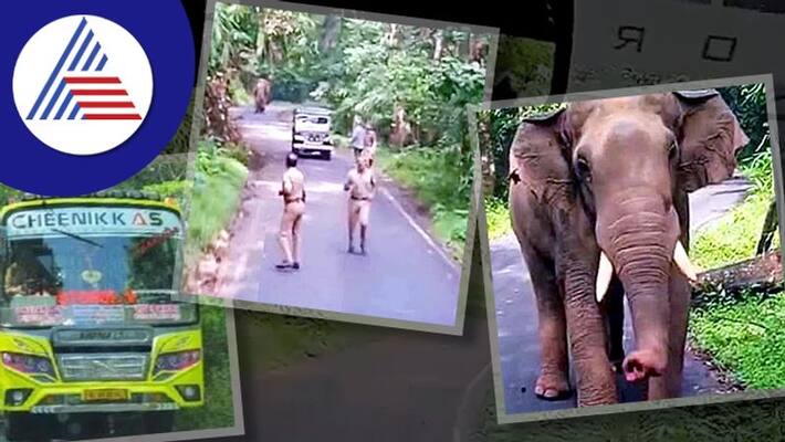 Driver drives the bus in reverse gear upto 8 km to escape from an elephant Driver drives the bus in reverse gear upto 8 km to escape from an elephant