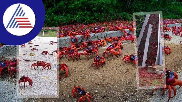 watch viral video 65 million red crabs annual migration from the rainforest to Australias Christmas Island akb watch viral video 65 million red crabs annual migration from the rainforest to Australias Christmas Island akb