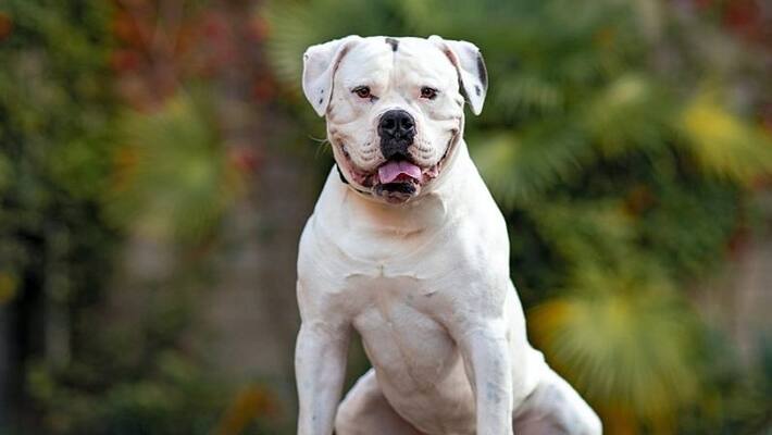 dangerous foreign breeds Gurugram bans 11 dog breeds: Know them and why they are a problem dangerous foreign breeds Gurugram bans 11 dog breeds: Know them and why they are a problem