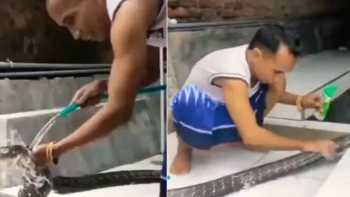 man bathing king cobra by rubbing it with shampoo man bathing king cobra by rubbing it with shampoo