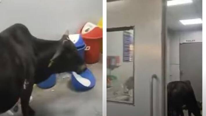 Cow Roams Freely Inside ICU Of Madhya Pradesh Hospital Cow Roams Freely Inside ICU Of Madhya Pradesh Hospital