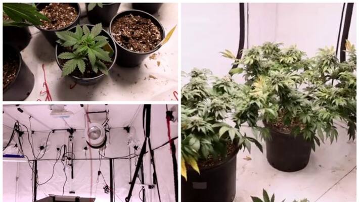 Youth arrested with Marijuana plants in Kuwait Youth arrested with Marijuana plants in Kuwait