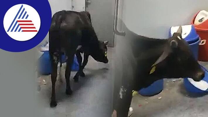 Madhya Pradesh cow freely roaming in District Hospital, ward boy suspended after video went viral akb Madhya Pradesh cow freely roaming in District Hospital, ward boy suspended after video went viral akb