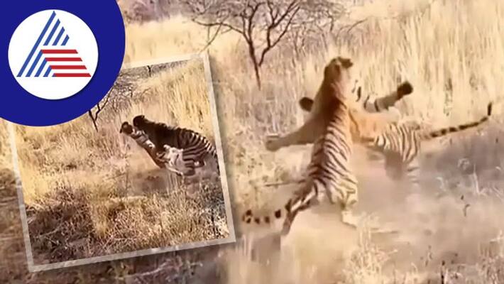 Magnificent tigers terrible fighting watch viral video akb Magnificent tigers terrible fighting watch viral video akb