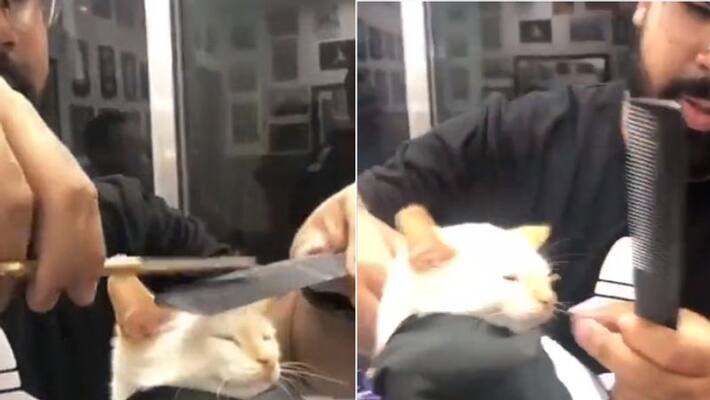 Cat Sits Patiently As It Gets A Haircut Cat Sits Patiently As It Gets A Haircut
