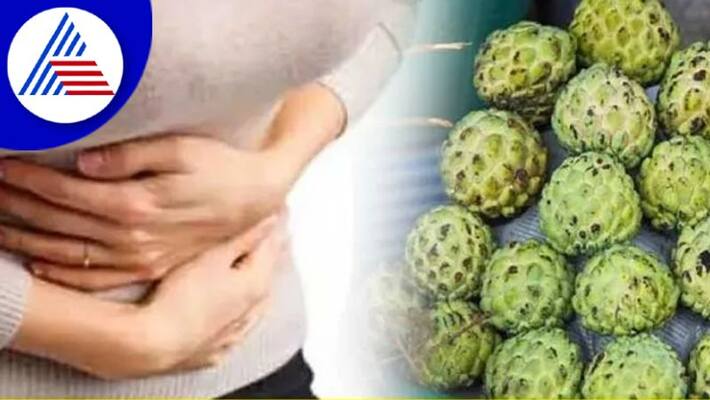 Eating Custard Apple In Winter Keeps Away Many Diseases Vin Eating Custard Apple In Winter Keeps Away Many Diseases Vin