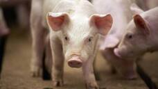 UK detects first human case of flu strain similar to pig virus sgb