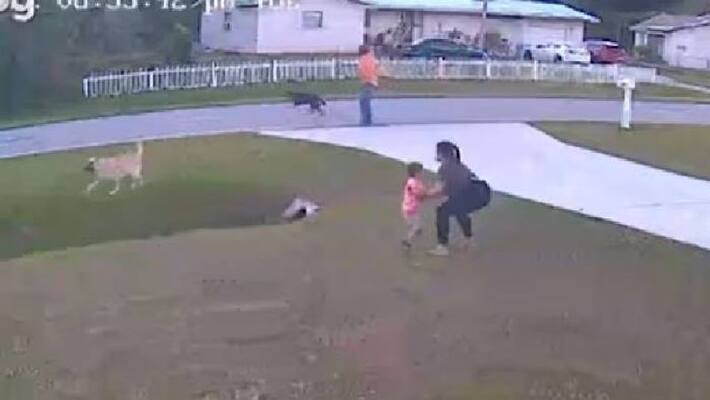 dog saved boy from neighbors dogs attack dog saved boy from neighbors dogs attack