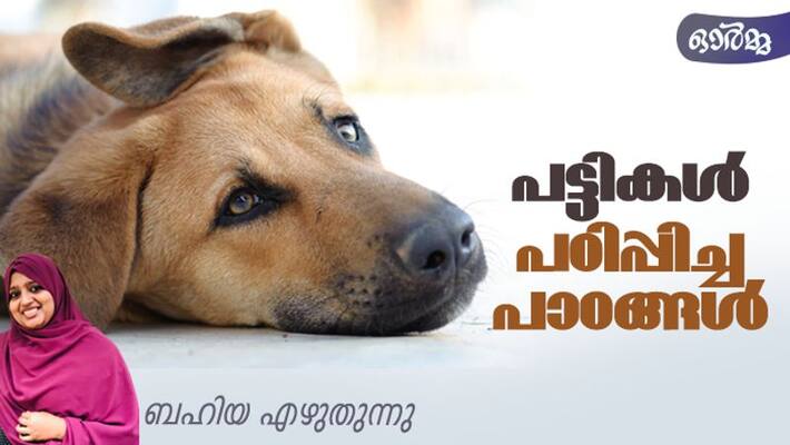 memory three dogs in my life by bahiya memory three dogs in my life by bahiya