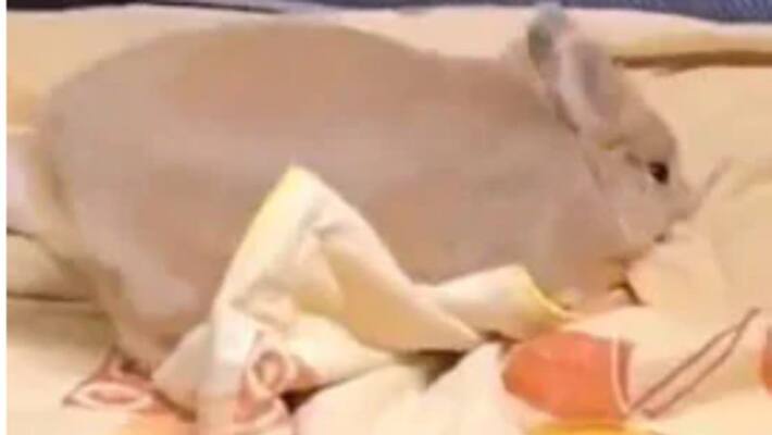 Video Of Rabbit Playing With Bedsheet Video Of Rabbit Playing With Bedsheet