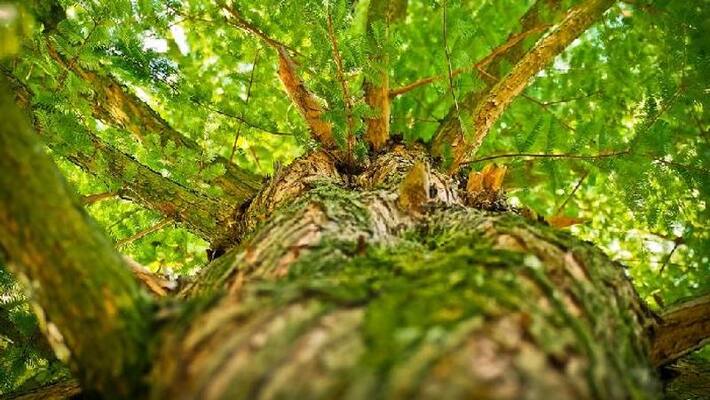 NRI transplant old trees NRI transplant old trees