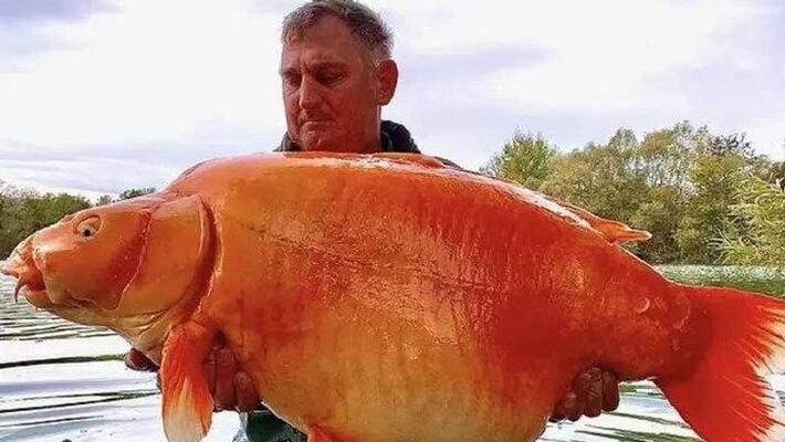 30kg goldfish catches by fisherman 30kg goldfish catches by fisherman
