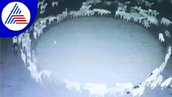 sheep mysteriously walk in circle for 12 consecutive days in China Scientist solves mystery san sheep mysteriously walk in circle for 12 consecutive days in China Scientist solves mystery san