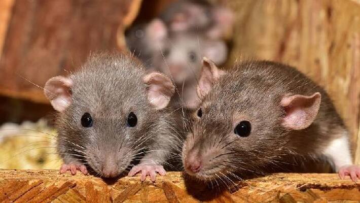 Terrible.. Rat attack in AP tribal residential hostel.. Many students injured Terrible.. Rat attack in AP tribal residential hostel.. Many students injured