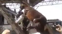 Man tied his Donkey to his back and climbed top of the bus in Pakistan video goes viral akb