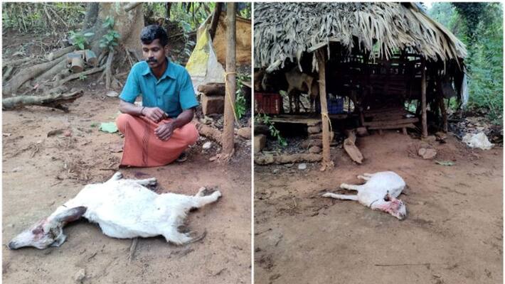 people were defeated by the attack of wild animals people were defeated by the attack of wild animals