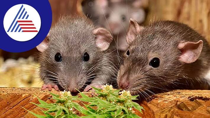rats ate 581 kg of marijuana says police, submit proof orders court rats ate 581 kg of marijuana says police, submit proof orders court