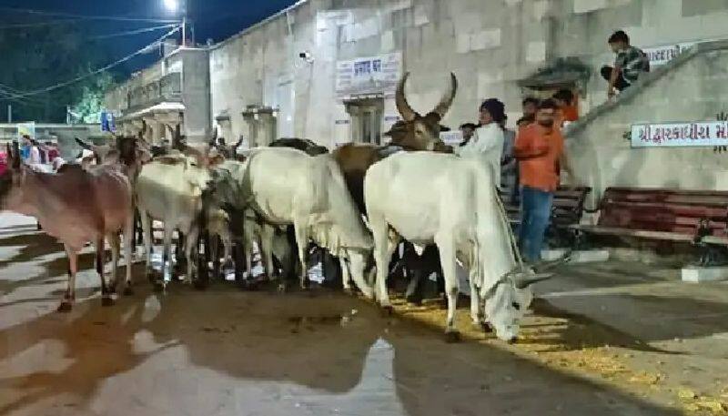  first time in the history of Dwarka shree dwarkadhish temple open in mid night for 25 cows kpr