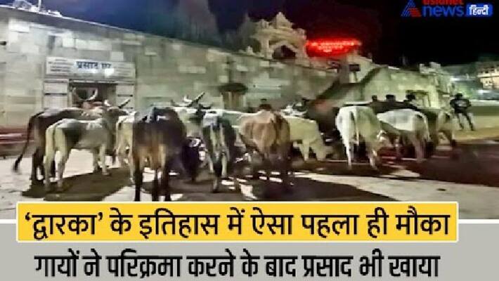 first time in the history of Dwarka shree dwarkadhish temple open in mid night for 25 cows kpr first time in the history of Dwarka shree dwarkadhish temple open in mid night for 25 cows kpr