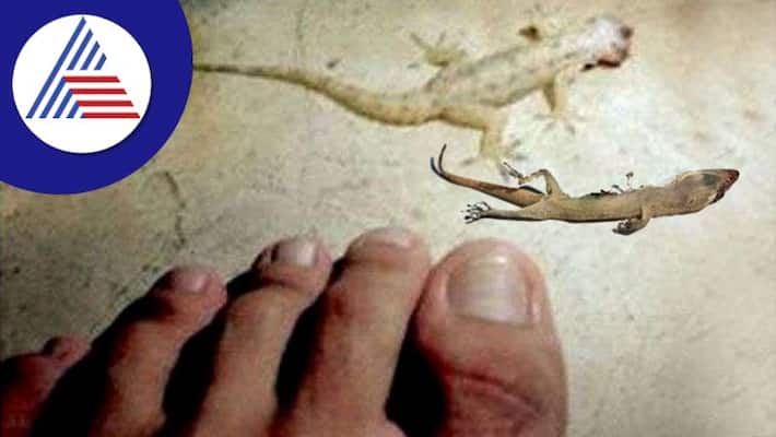 to see a pair of lizards together Auspicious or inauspicious to see a pair of lizards together Auspicious or inauspicious