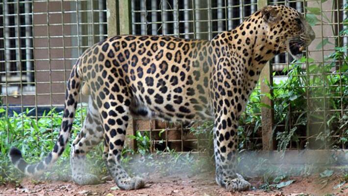 mumbai news leopard entered in residential area three people injured rescue mission continue by forest department asc mumbai news leopard entered in residential area three people injured rescue mission continue by forest department asc