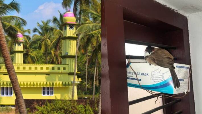 Muslim church in kasargod gives shelter for a pair of bulbul birds Muslim church in kasargod gives shelter for a pair of bulbul birds