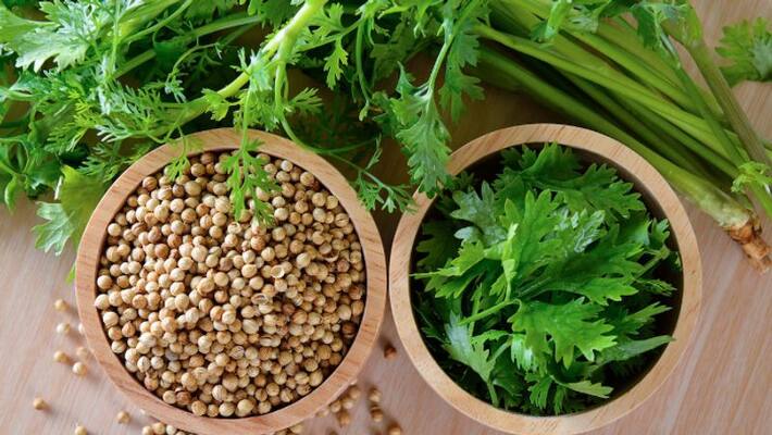 Why you need to include coriander to your diet Why you need to include coriander to your diet