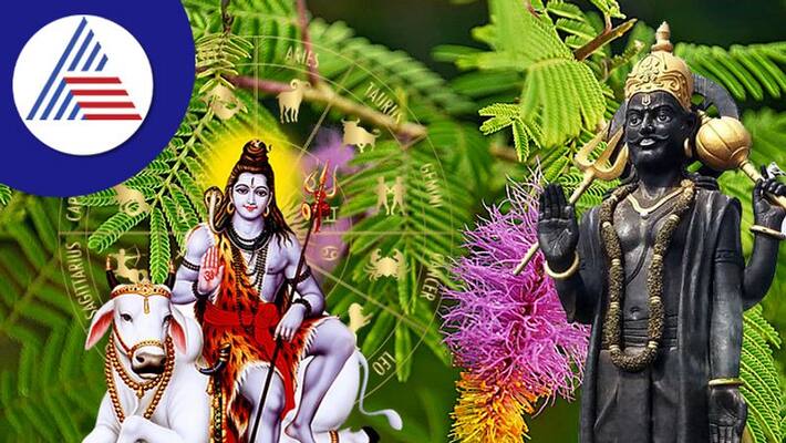 Shami Plant Astrology know the astrological importance of Shami plant skr Shami Plant Astrology know the astrological importance of Shami plant skr