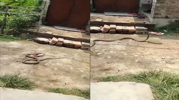 IFS officer shares video of snake slithering away with a chappal IFS officer shares video of snake slithering away with a chappal