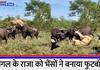 herd of buffaloes attacked old lion shocking video PRA