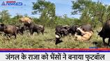 herd of buffaloes attacked old lion shocking video PRA