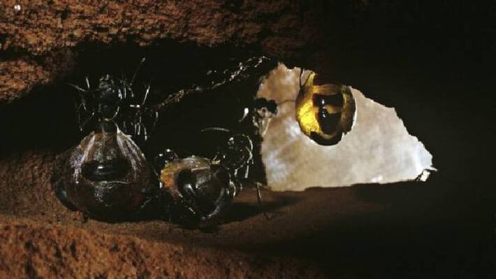 honey producing ants honey producing ants
