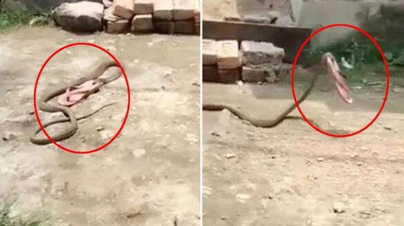 viral video of snake stealing slippers PRA
