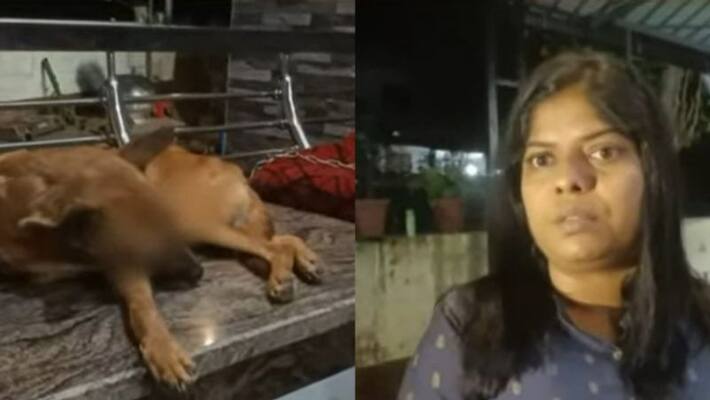 dog eyes taken out at Pattambi dog eyes taken out at Pattambi