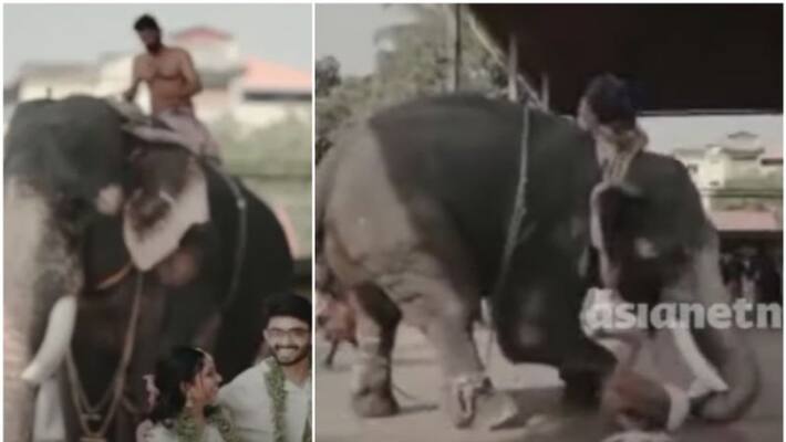 Guruvayoor elephant attack in marriage photoshoot Guruvayoor elephant attack in marriage photoshoot