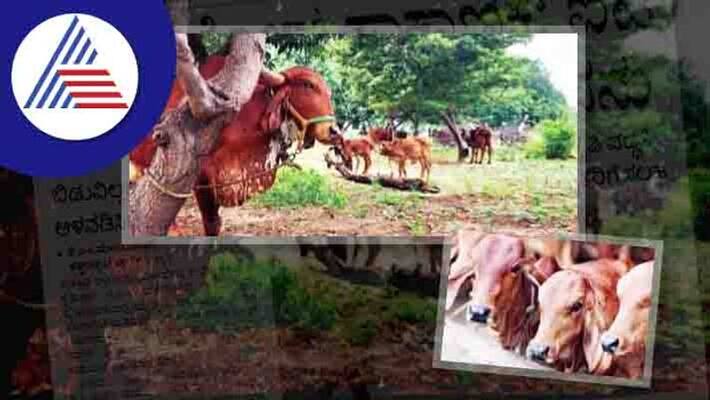 an IT employee doing Gheer Cow Farming at ballari rav an IT employee doing Gheer Cow Farming at ballari rav
