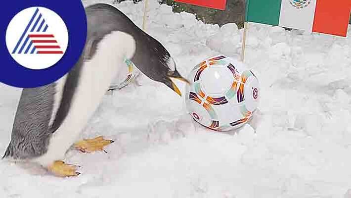 Fifa World Cup Prediction by Dubai penguin Toby already forecast five wins so far san Fifa World Cup Prediction by Dubai penguin Toby already forecast five wins so far san
